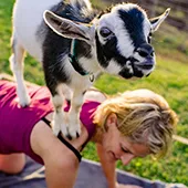 Maui Best Maui Goat Yoga