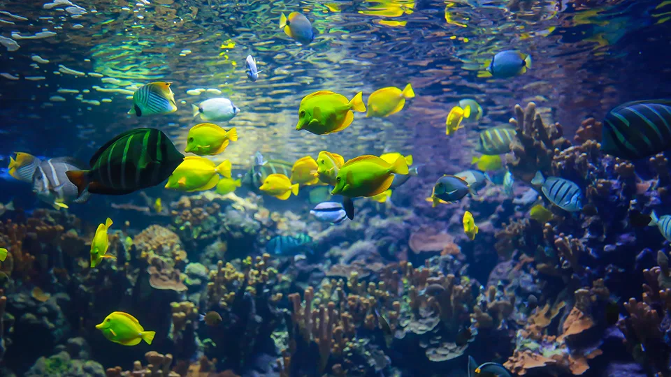 Most Fun Places on Maui Ocean Center