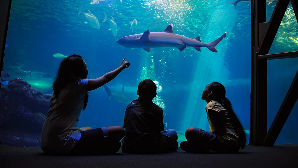 Most Fun Places on Maui Ocean Center