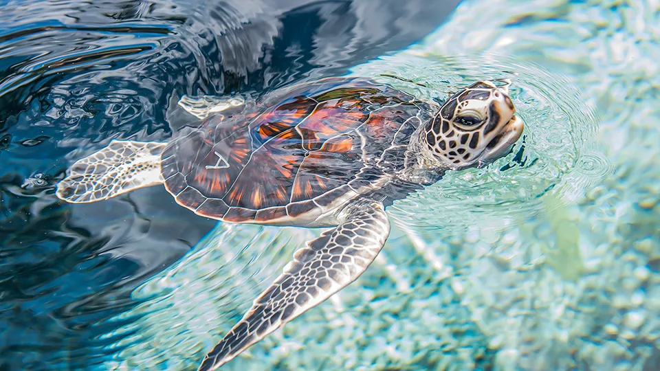 Most Fun Places on Maui Ocean Center