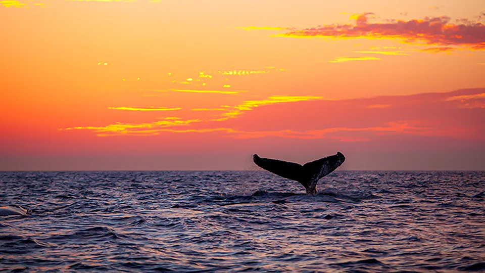 Maui Things to Do Whale Watching