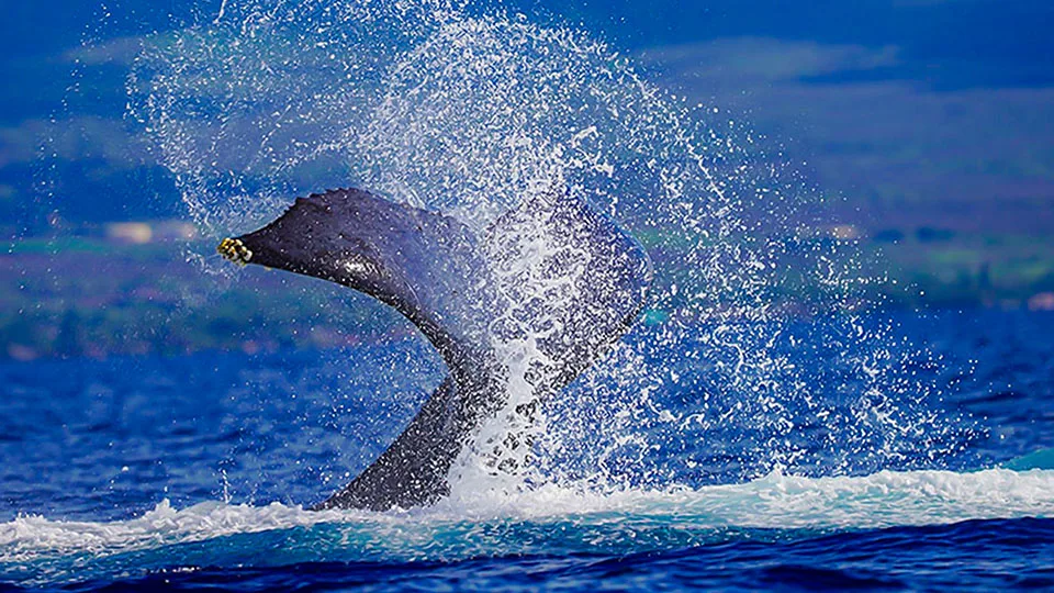 Maui Things to Do Whale Watching