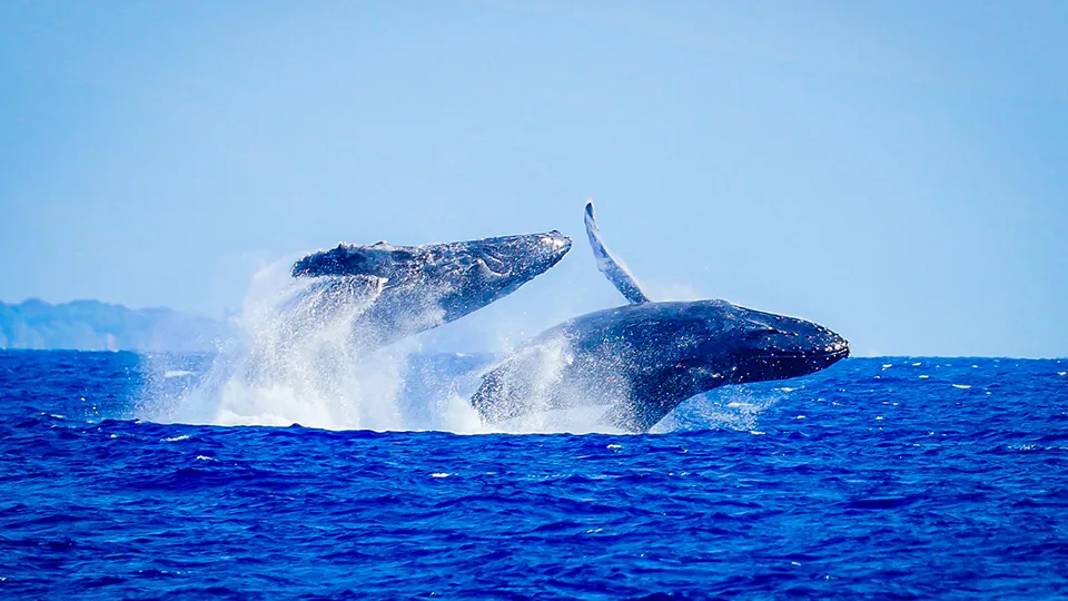 Maui Things to Do Whale Watching