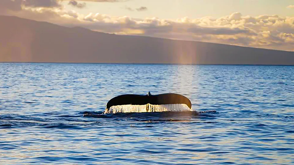 Maui Things to Do Whale Watching