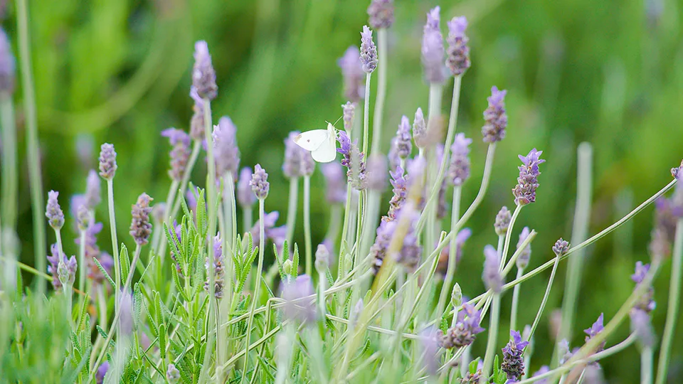 Top Maui Places Ali'i Kula Lavender Farm