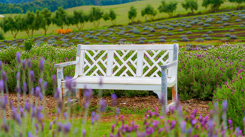 Top Maui Places Ali'i Kula Lavender Farm