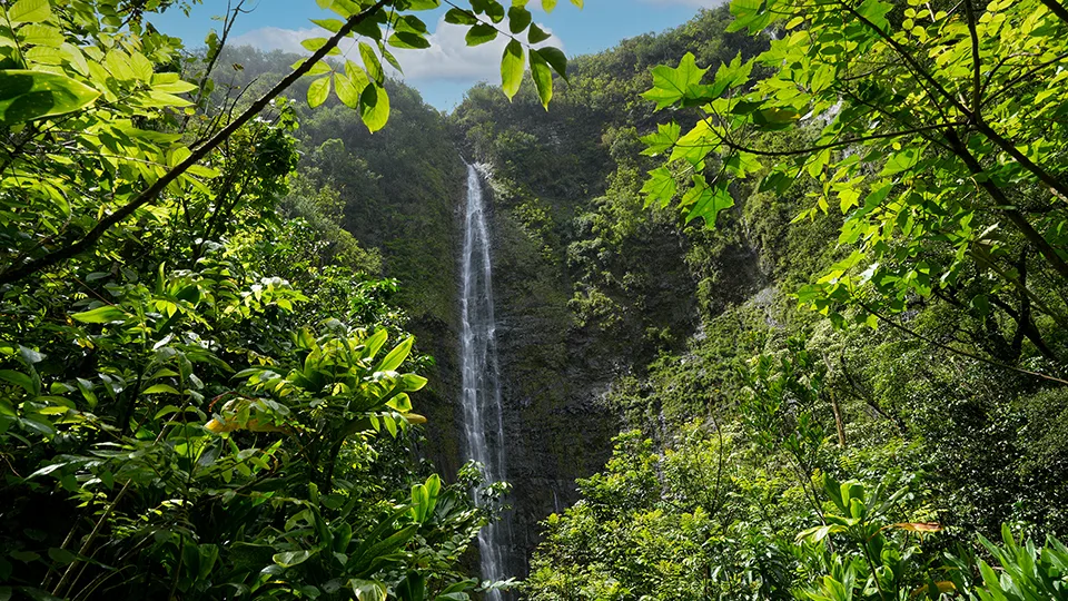 Waimoku Falls surrounded by tropical vegetation at end of Pipiwai Trail Hana Maui