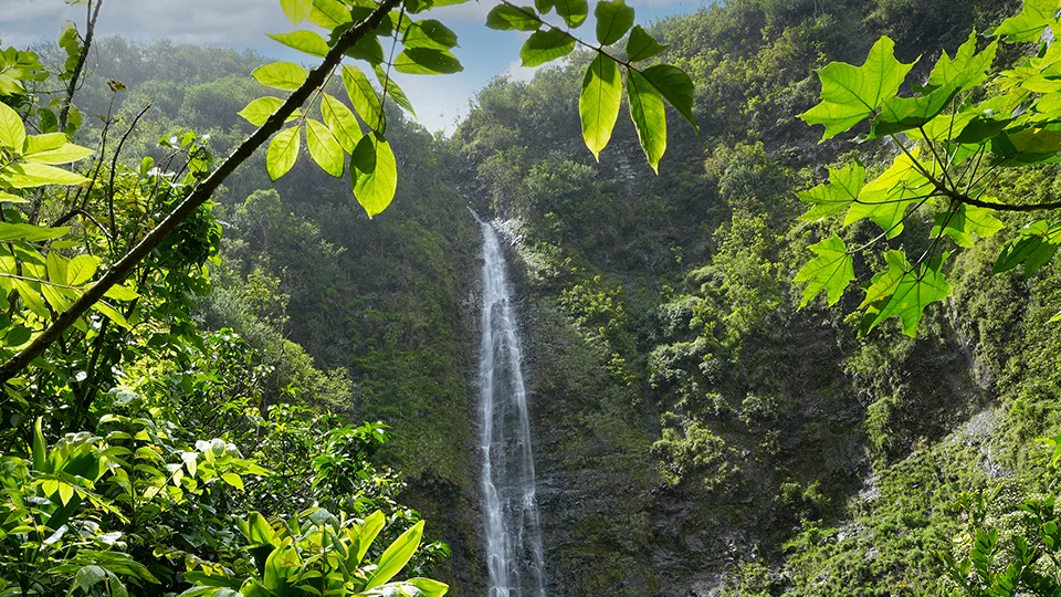 Natural framing of Waimoku Falls through tropical foliage along Pipiwai Trail Maui