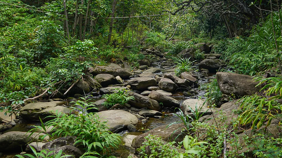 Stream crossing on the 13 Crossings Trail leading to Makamaka'ole Falls in West Maui Mountains