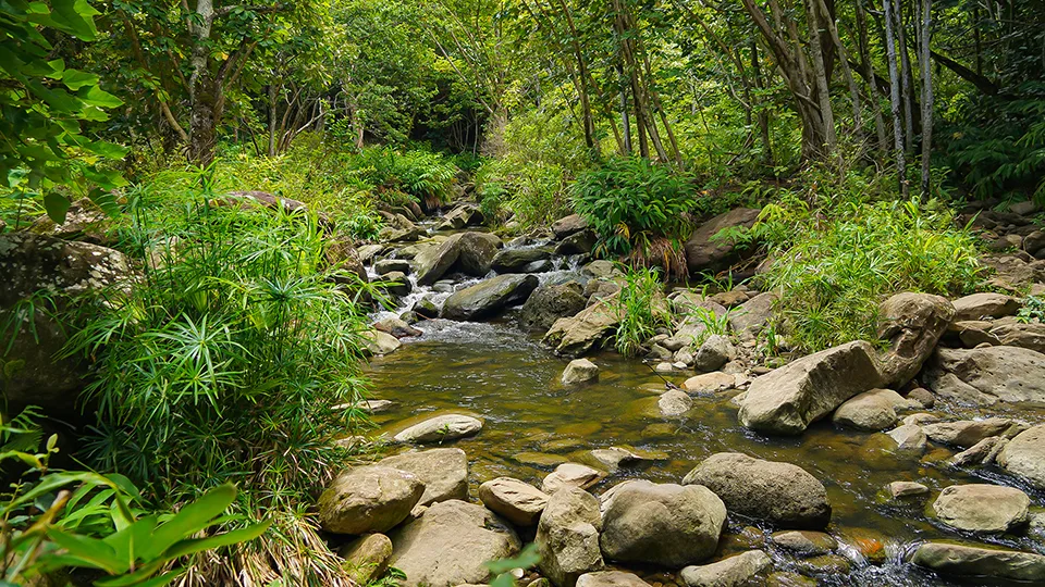 Rocky streambed along Makamaka'ole Stream with one of 13 crossings on trail to falls