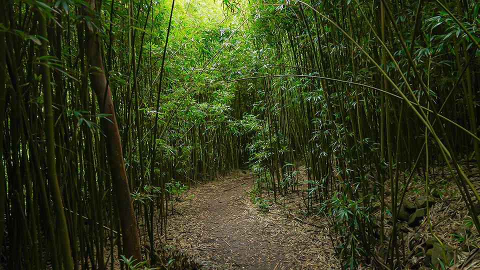 Bamboo forest section along the 13 Crossings Trail to Makamaka'ole Falls West Maui waterfall