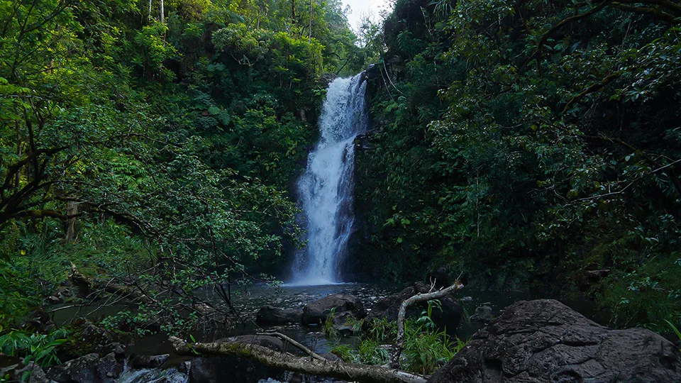 Full view of Nu'yenle'e Falls showing complete drop through forest perfect roadside waterfall stop Maui