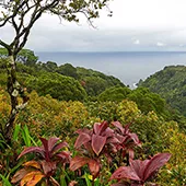 Best Road to Hana Stops in Maui Maui Garden of Eden