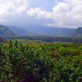 Best Road to Hana Stops in Maui Wailua Valley State Wayside