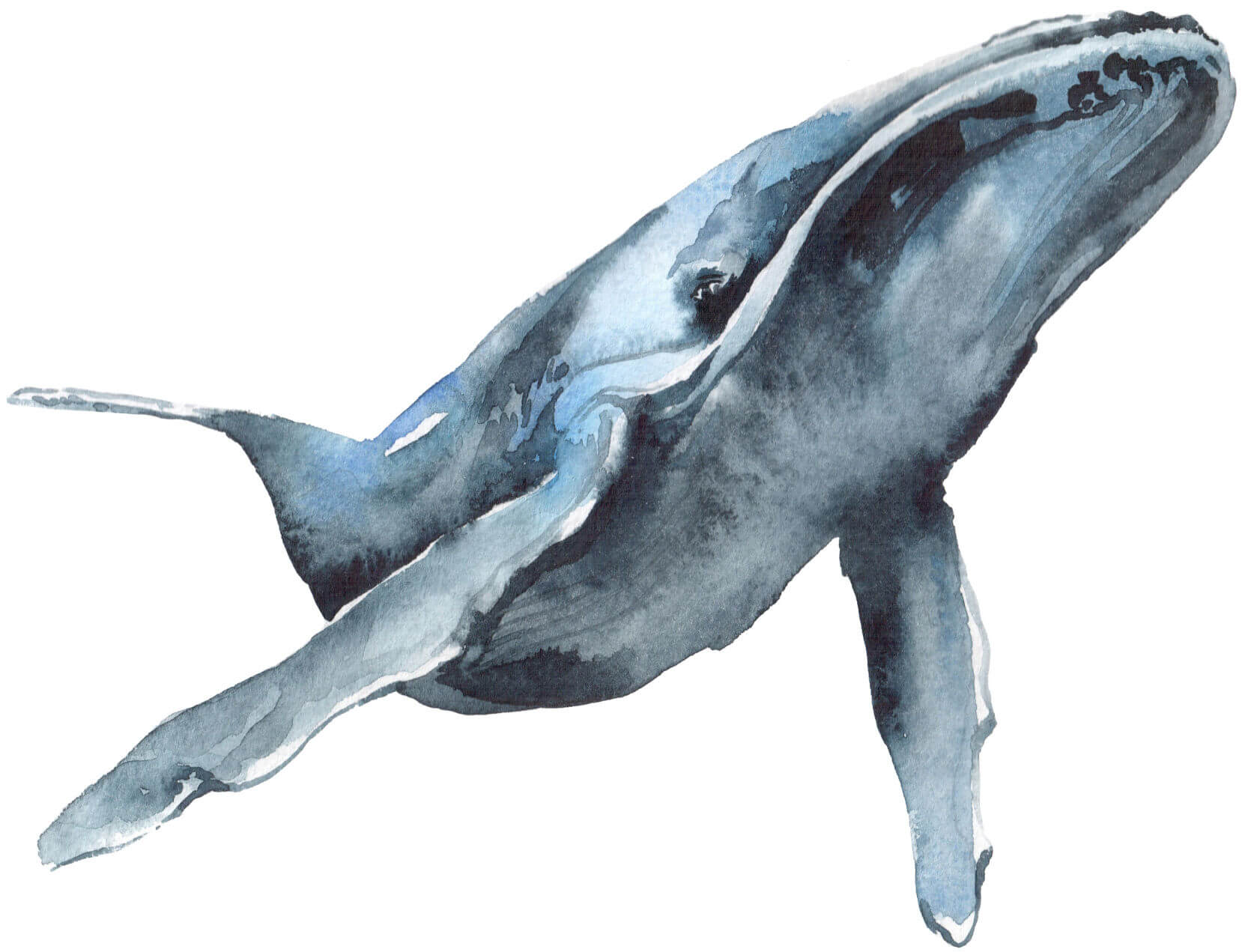 Whale