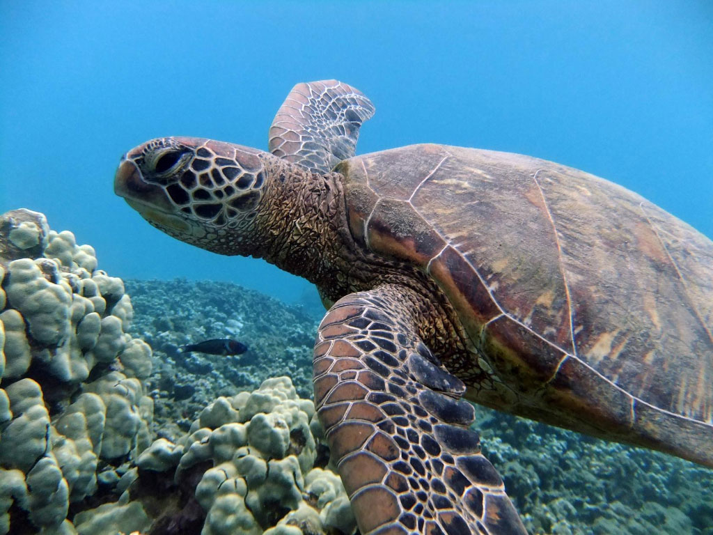 Sea Turtles In Maui Hawaii - Daune Eolande