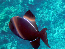 Maui Ocean Life Black Triggerfish