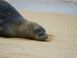 Maui Ocean Life Hawaiian Monk Seal