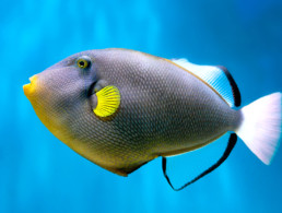 Maui Ocean Life Reef Triggerfish
