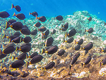 Maui Underwater Sea life Snorkel
