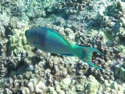 Maui Ocean Life Parrotfish