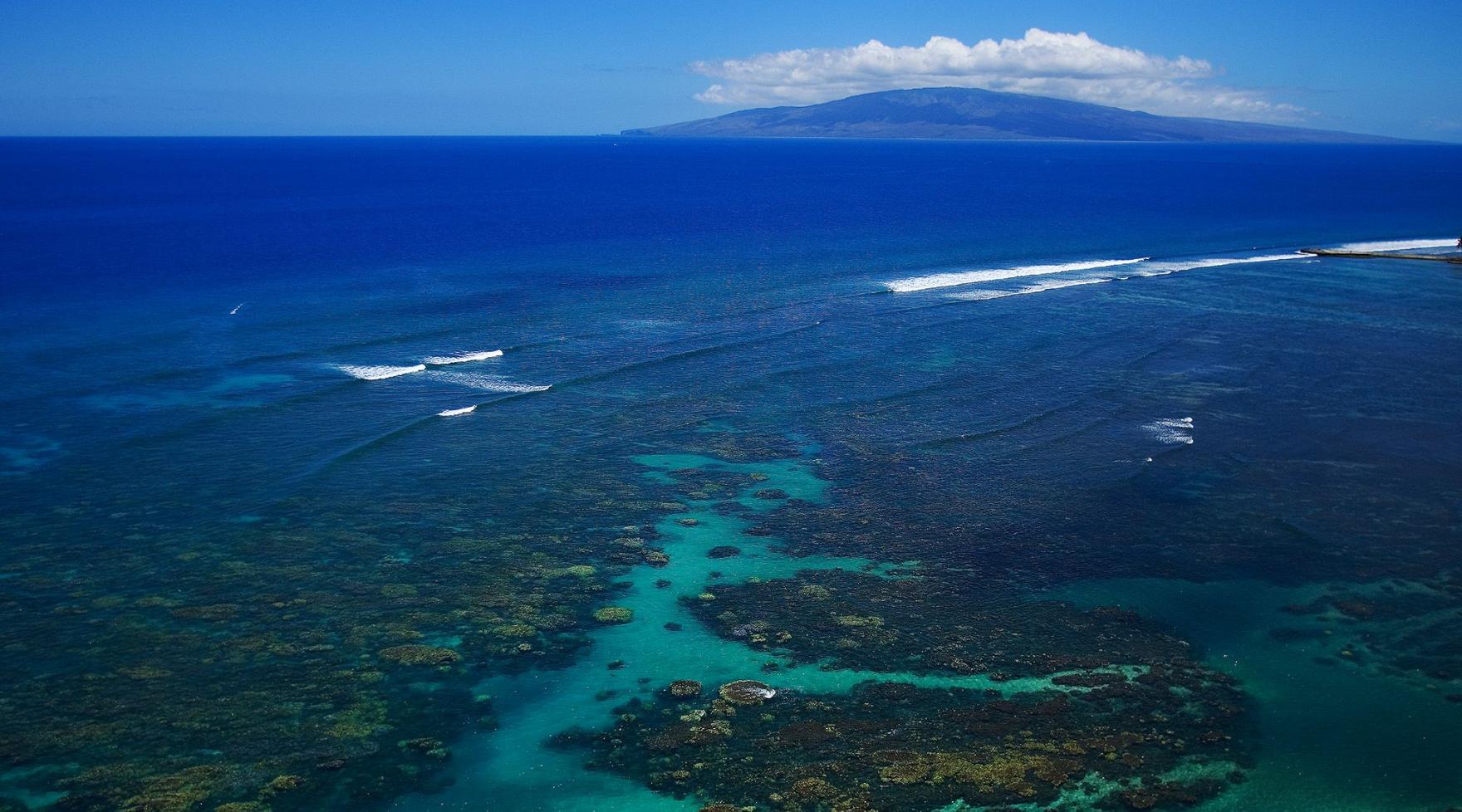 Coral Gardens Maui | Snorkeling Trips and Information