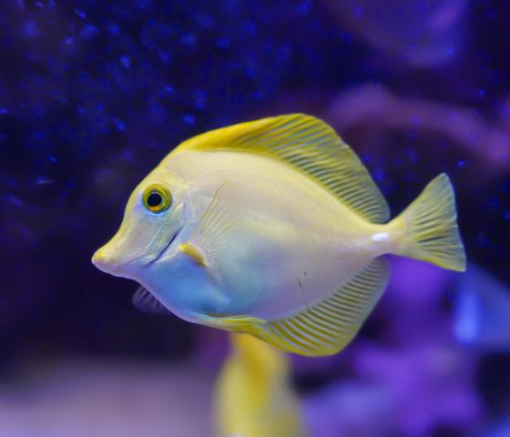 Yellow Tang