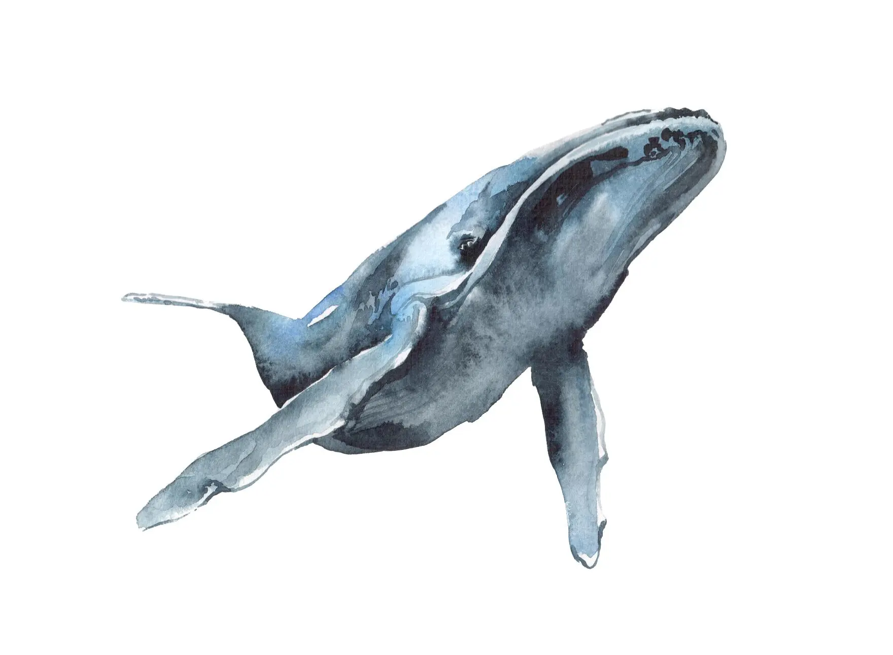 Whale