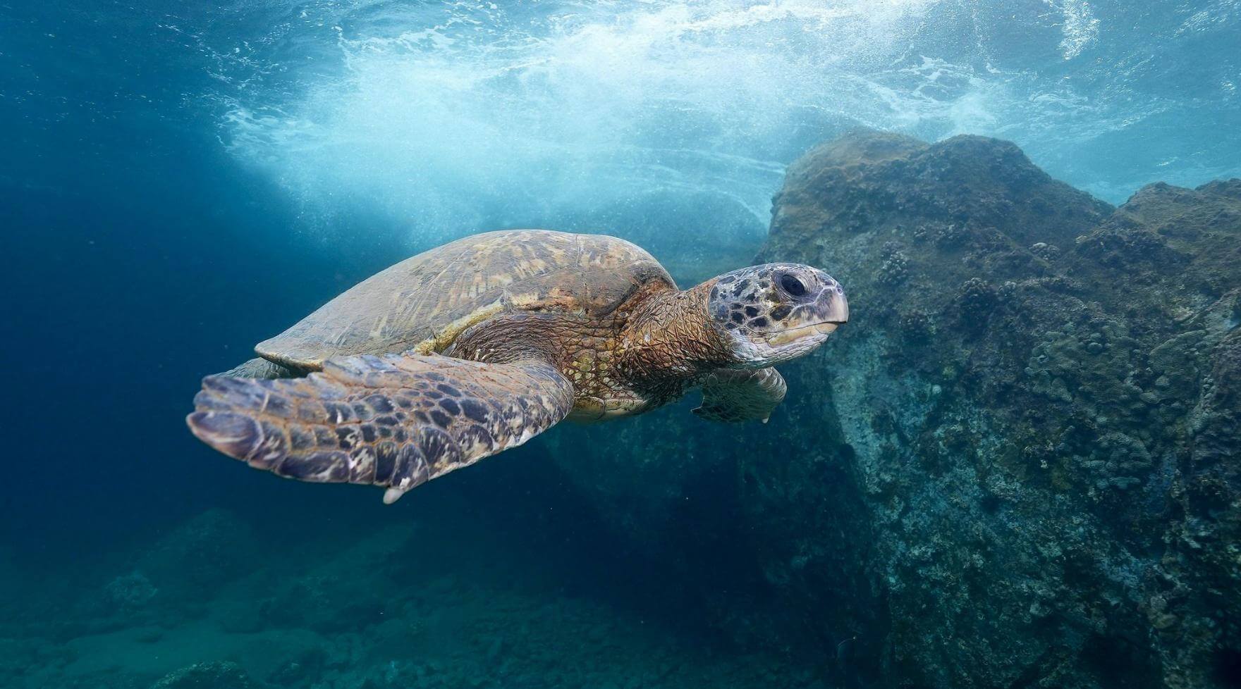 Olowalu Reef | Snorkeling Information | Maui Hawaii