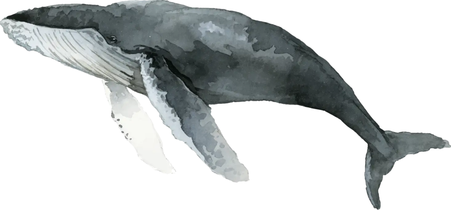 Whale