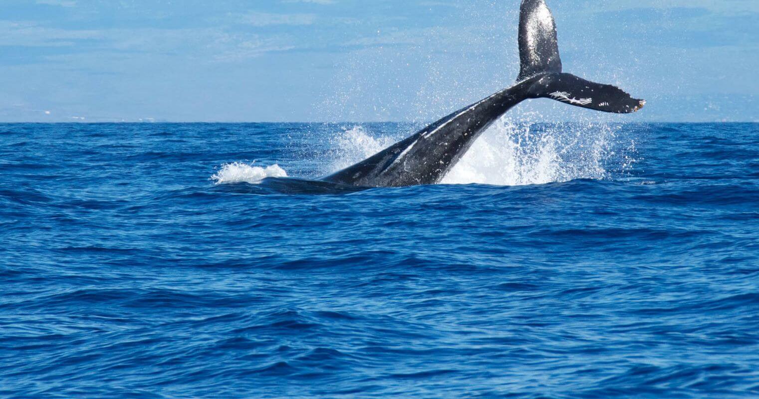 Humpback Whale