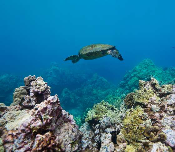 SNUBA with a sea turtle