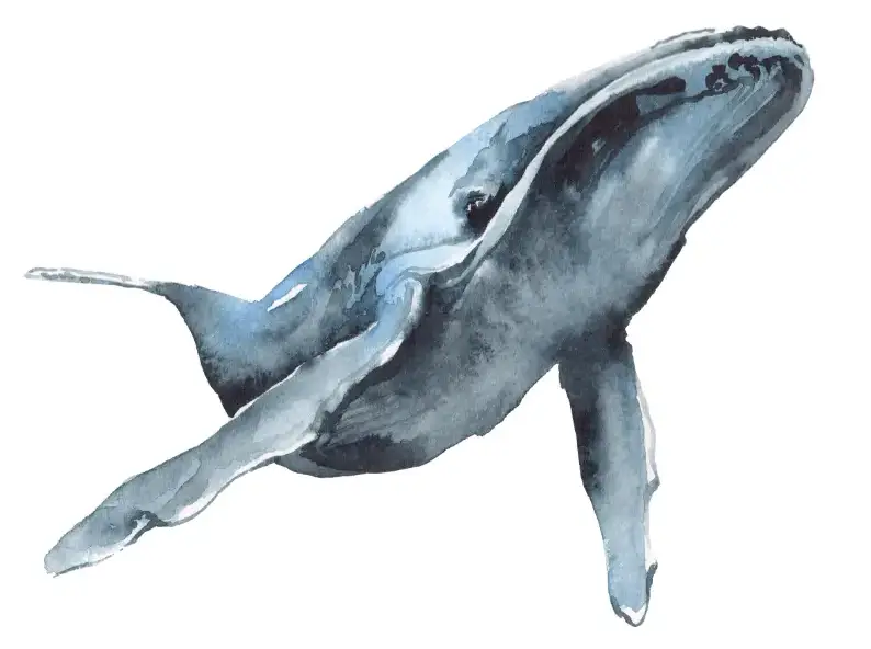 Whale