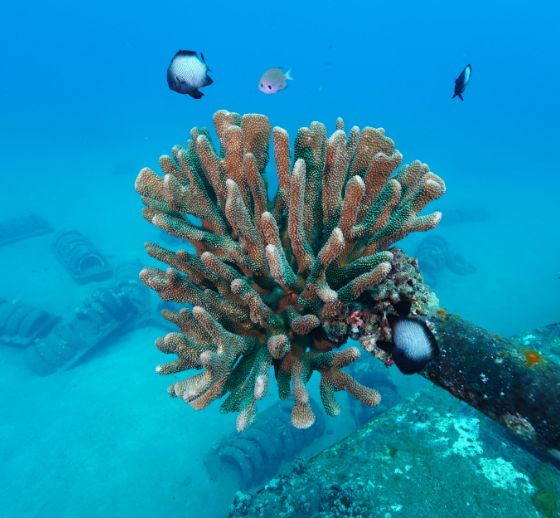 Coral Reef conservation