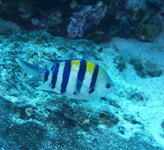 snorkel cruise to molokini