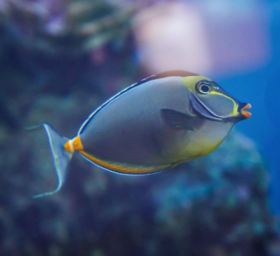 snorkel cruise to molokini