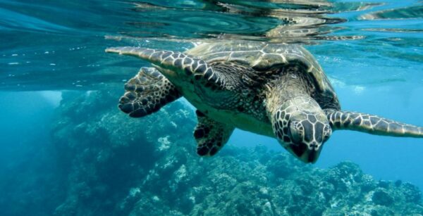 Maui Boat Trips | Snorkeling Charter Tours Aboard Pride of Maui