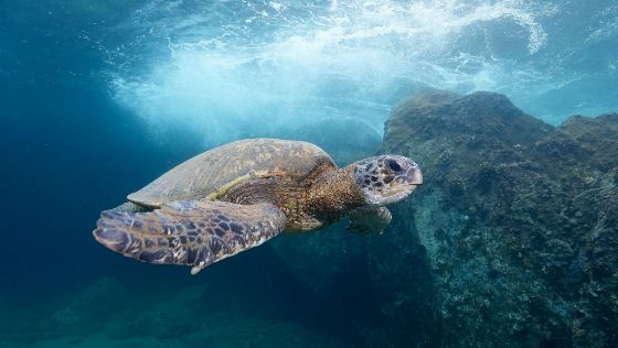 Hawaiian Green Sea Turtle 