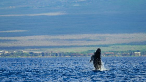 Humpback Whale