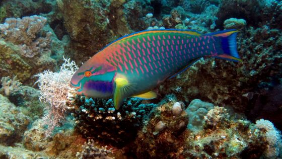 Parrotfish