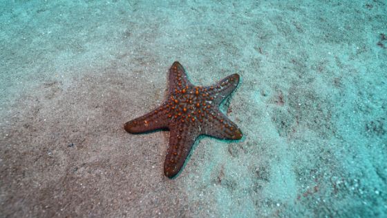 Pincushion Sea Star