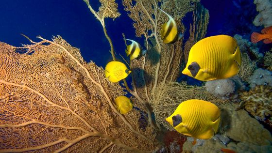 Racoon Butterflyfish