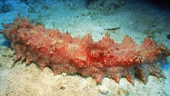 Sea cucumber