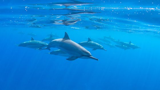 Spinner Dolphin