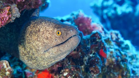 Spotted Moray Eel