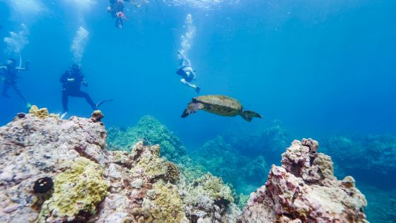 SNUBA diving with turtle