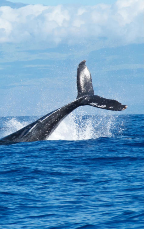 Humpback Whale