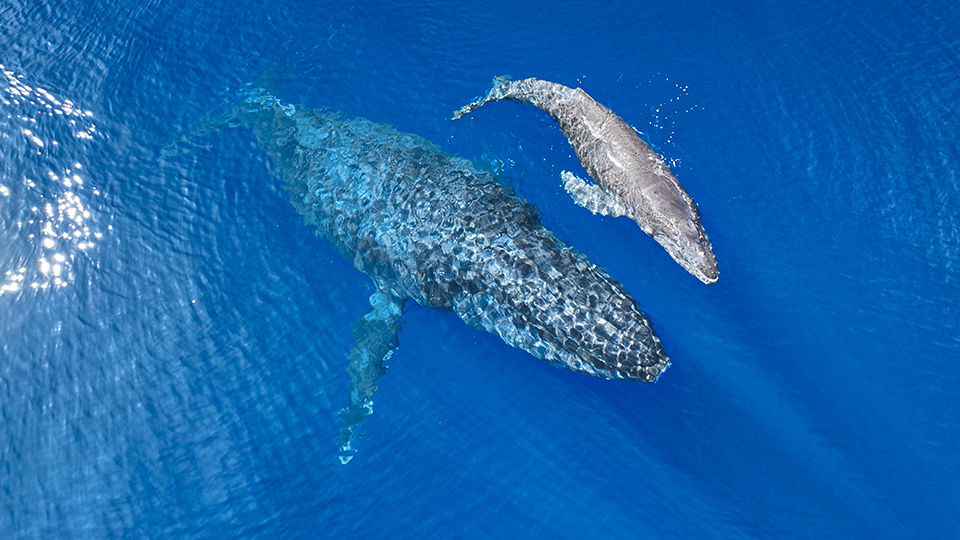 Pride of Maui:<br />
Afternoon<br />
Whale Watch <br />
Snorkel Tour