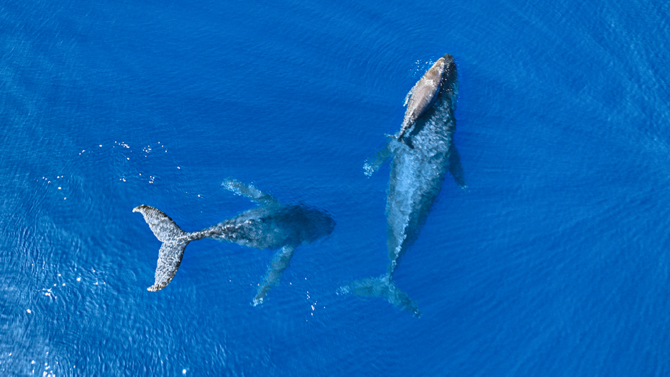 Whale Watching Maui Tour