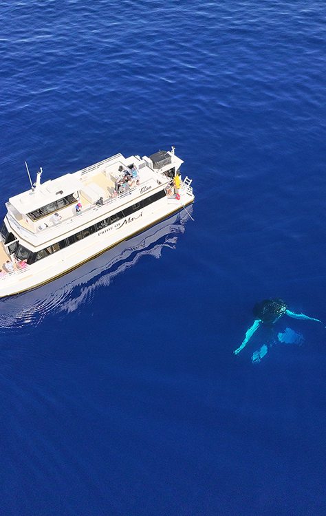 whale watching on maui aboard the elua